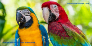 Macaw Parrot Price in India 2024
