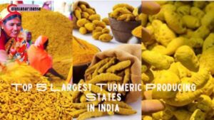 Top 5 Largest Turmeric Producing States in India