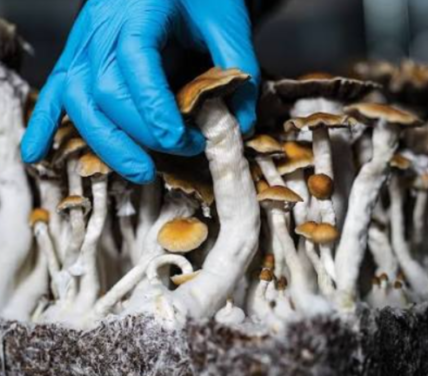 magic mushrooms