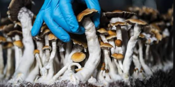 magic mushrooms