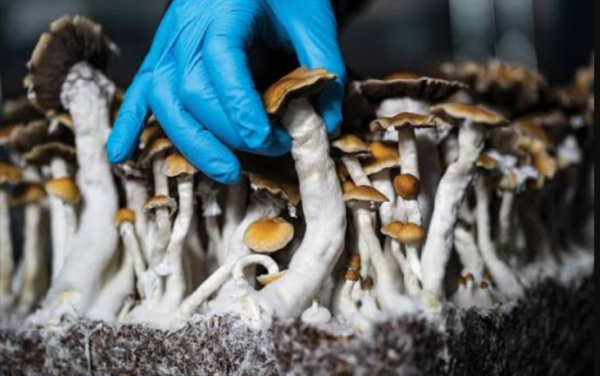 magic mushrooms